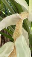 Image of Scrub breadfruit