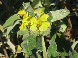 Image of Jerusalem Sage