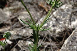 Слика од Valerianella uncinata (Bieb.) Dufresne