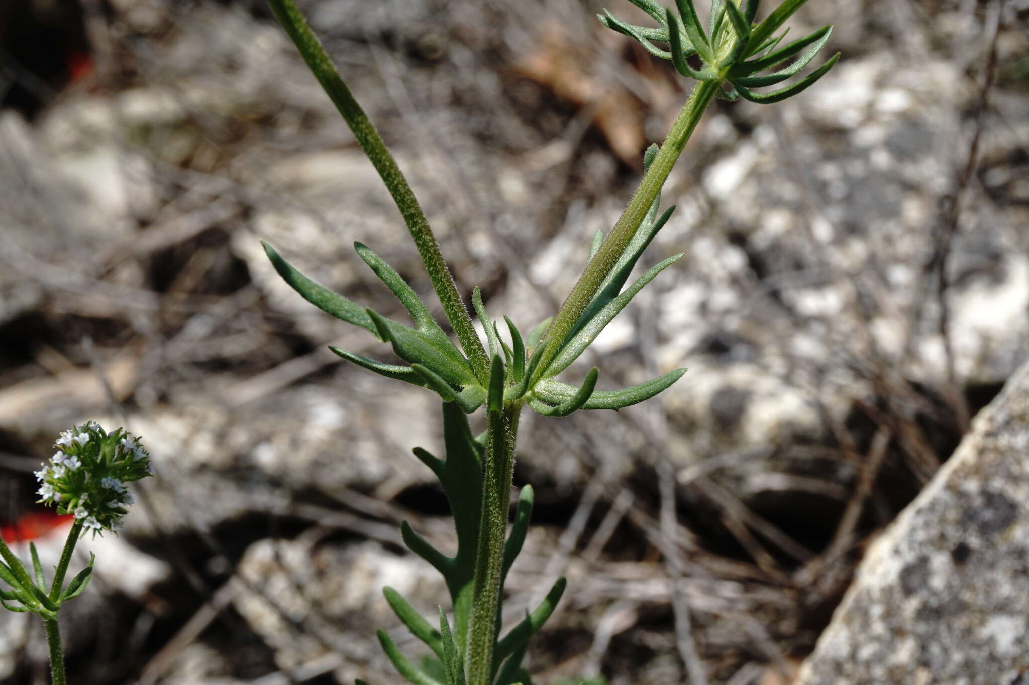 Image of Valerianella uncinata (Bieb.) Dufresne