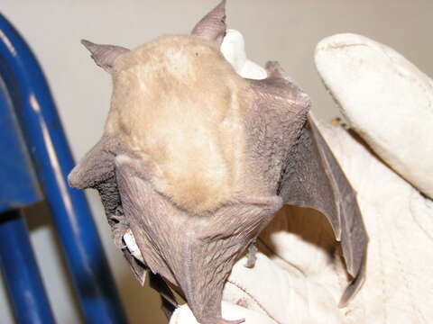 Image of pallid bat