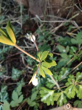 Image of Semiaquilegia adoxoides (DC.) Makino