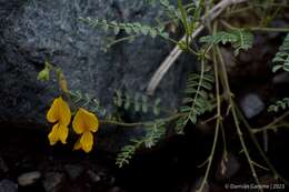 Image de Adesmia grandiflora Gillies