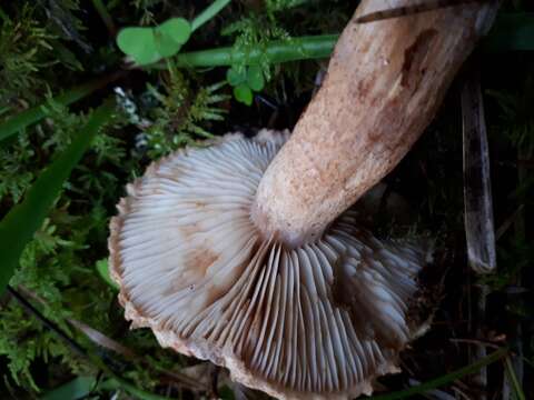 Imagem de Tricholoma vaccinum (Schaeff.) P. Kumm. 1871