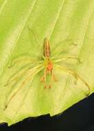 Image of Magnolia Green Jumper