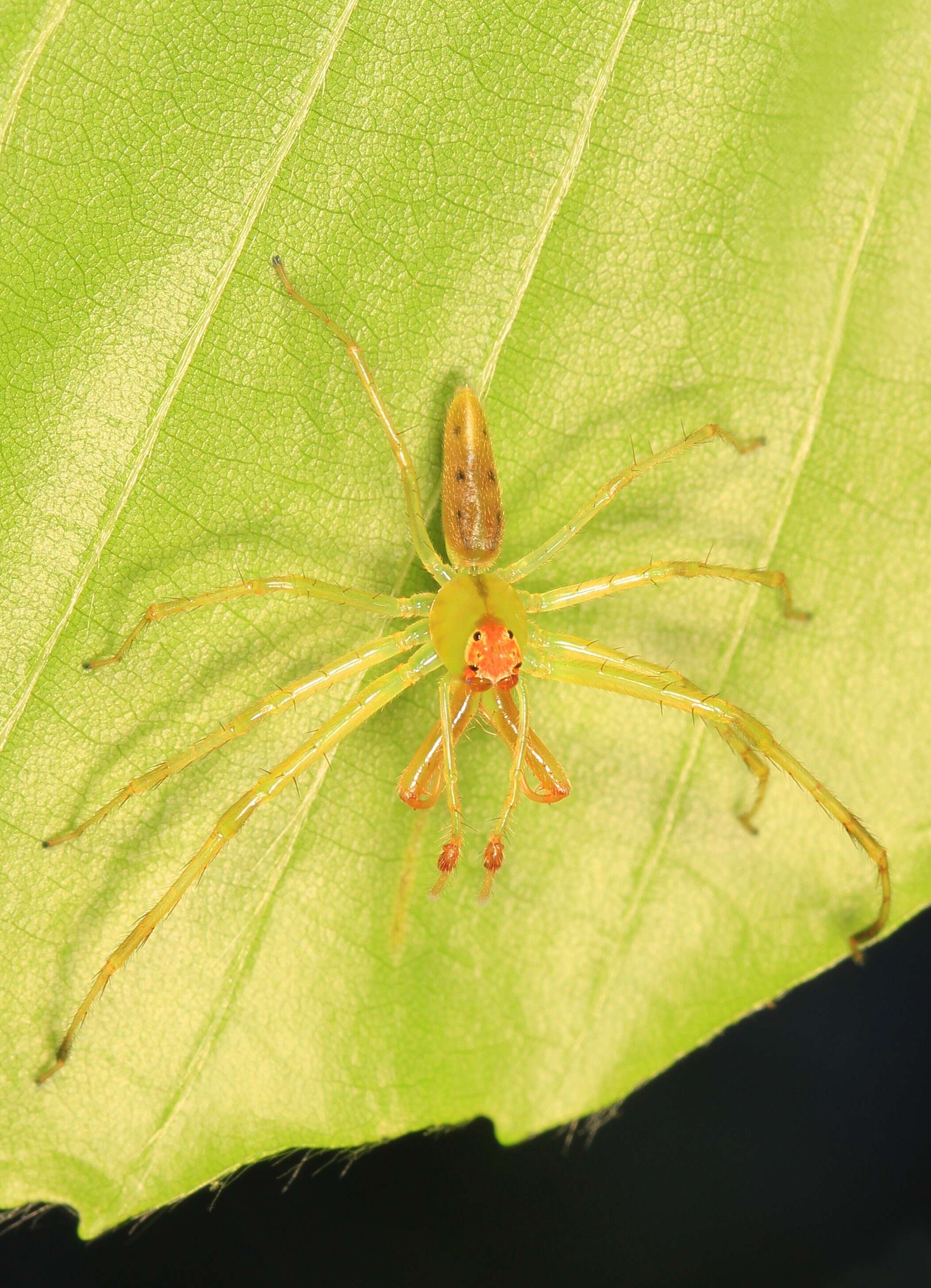 Image of Magnolia Green Jumper