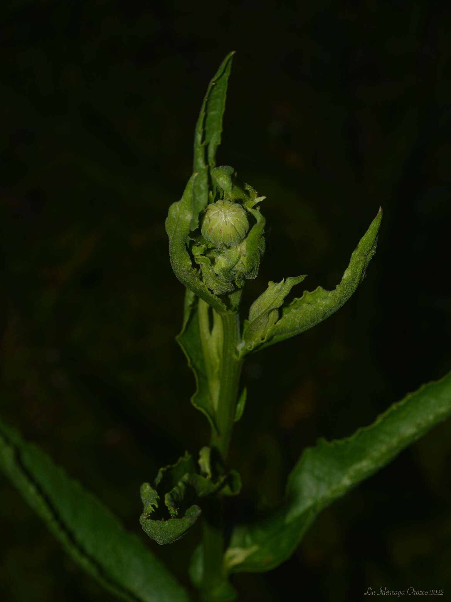 Image of Leptostelma maxima D. Don