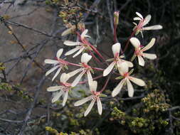 Image of Pelargonium fumariifolium Knuth