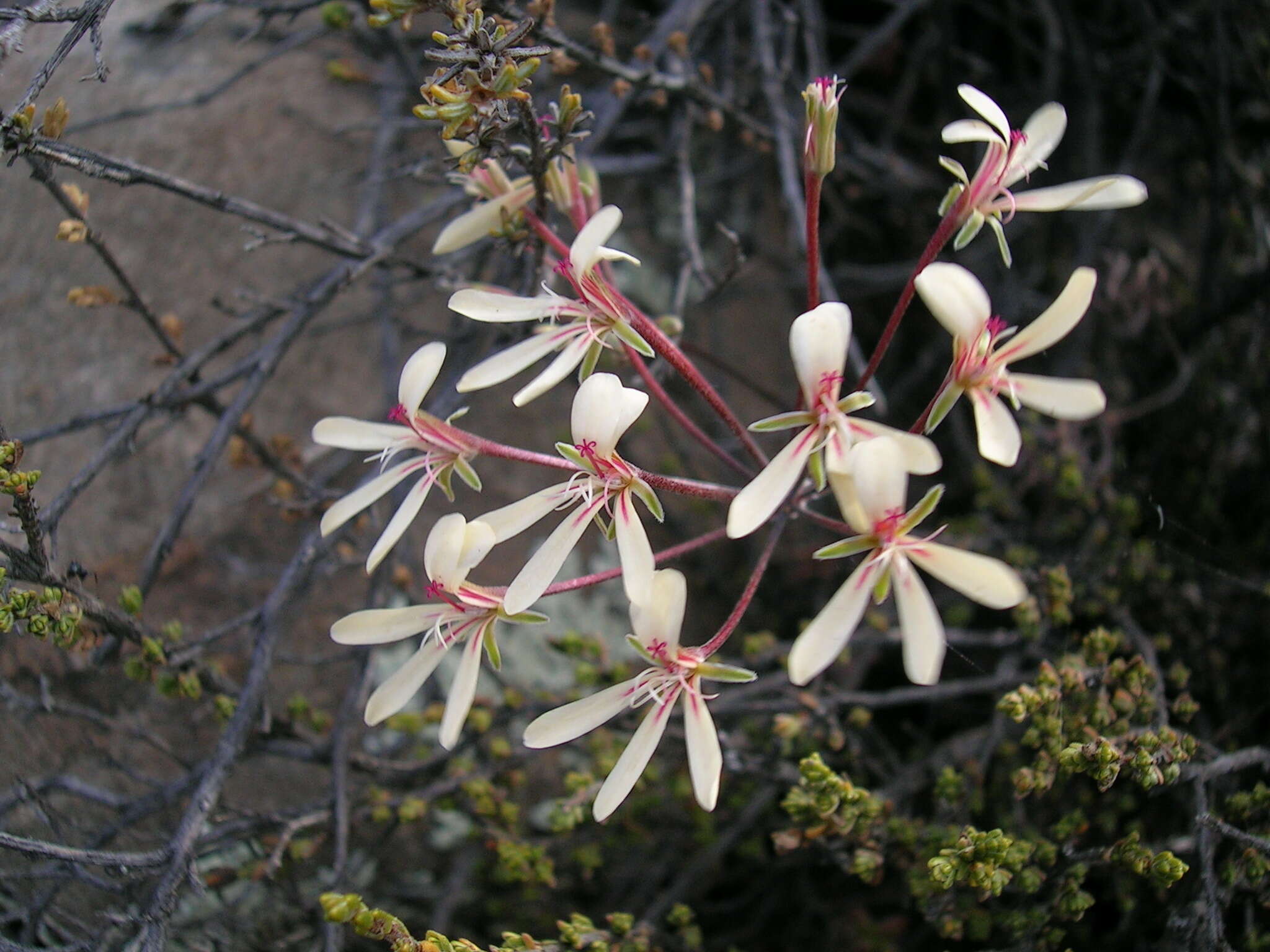 Image of Pelargonium fumariifolium Knuth