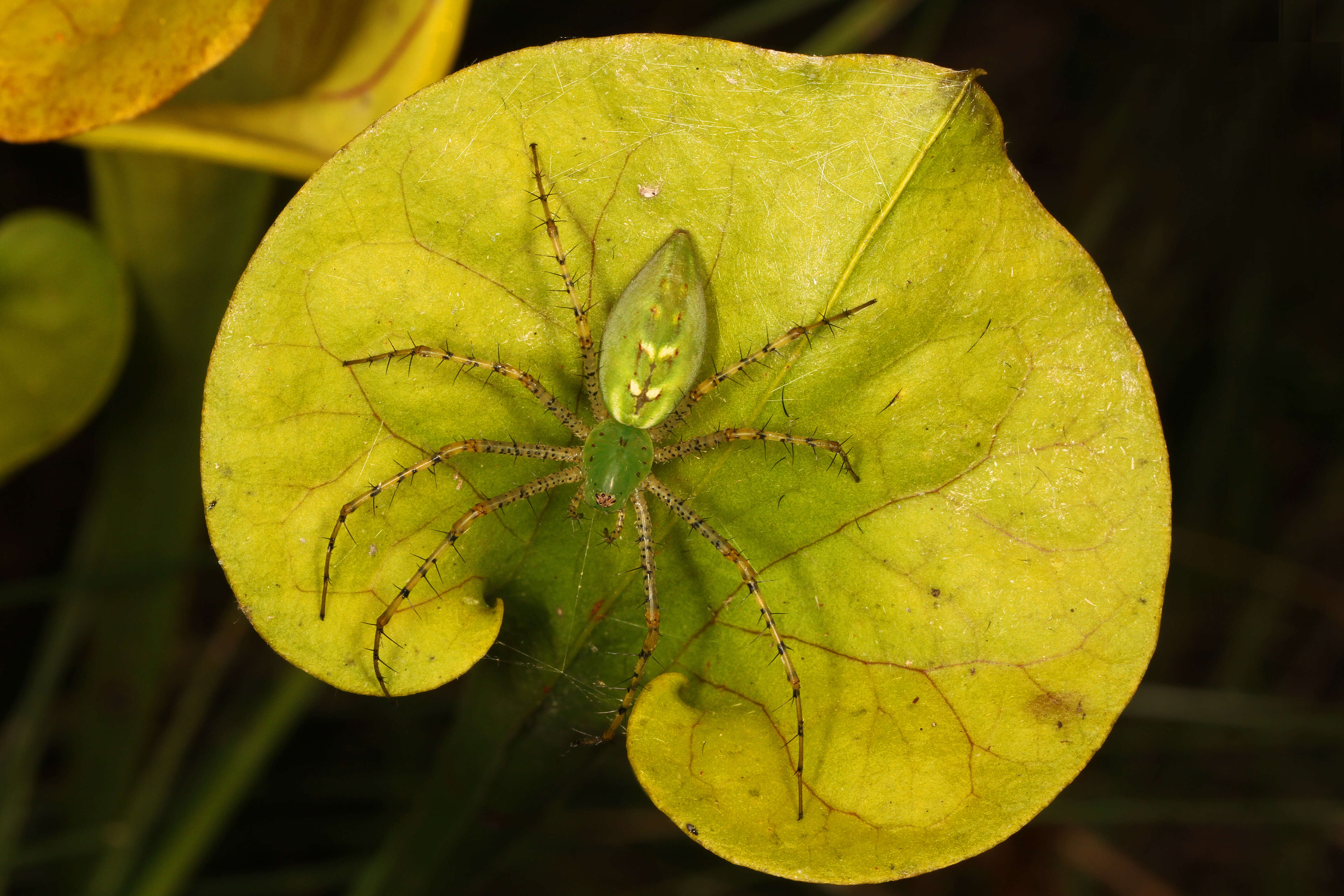 Image of Peucetia