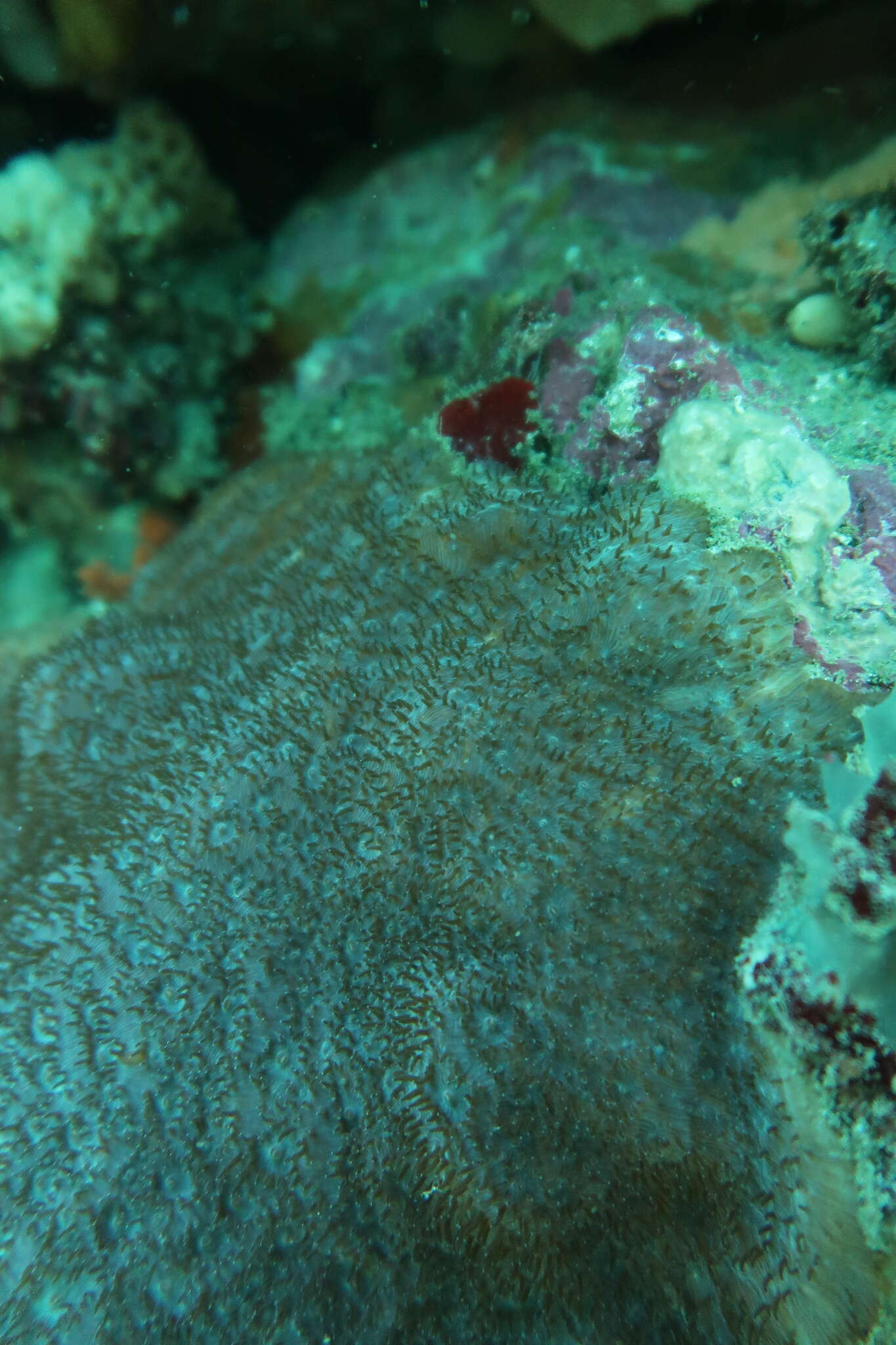 Image of wrinkle coral