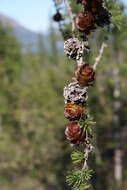 Image of Dahurian Larch