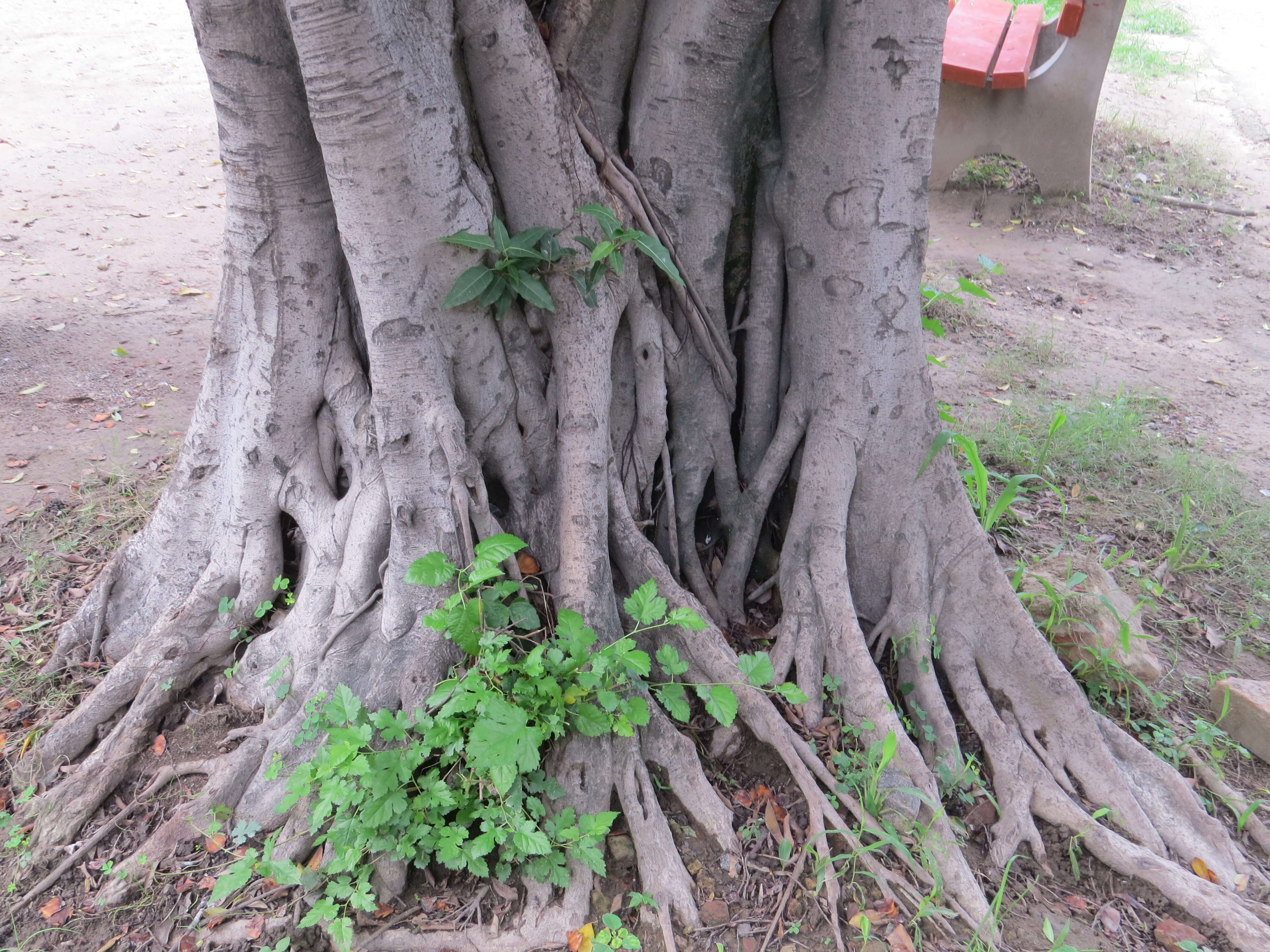 Image of Ficus retusa L.