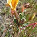 Plancia ëd Oenothera magellanica Phil.