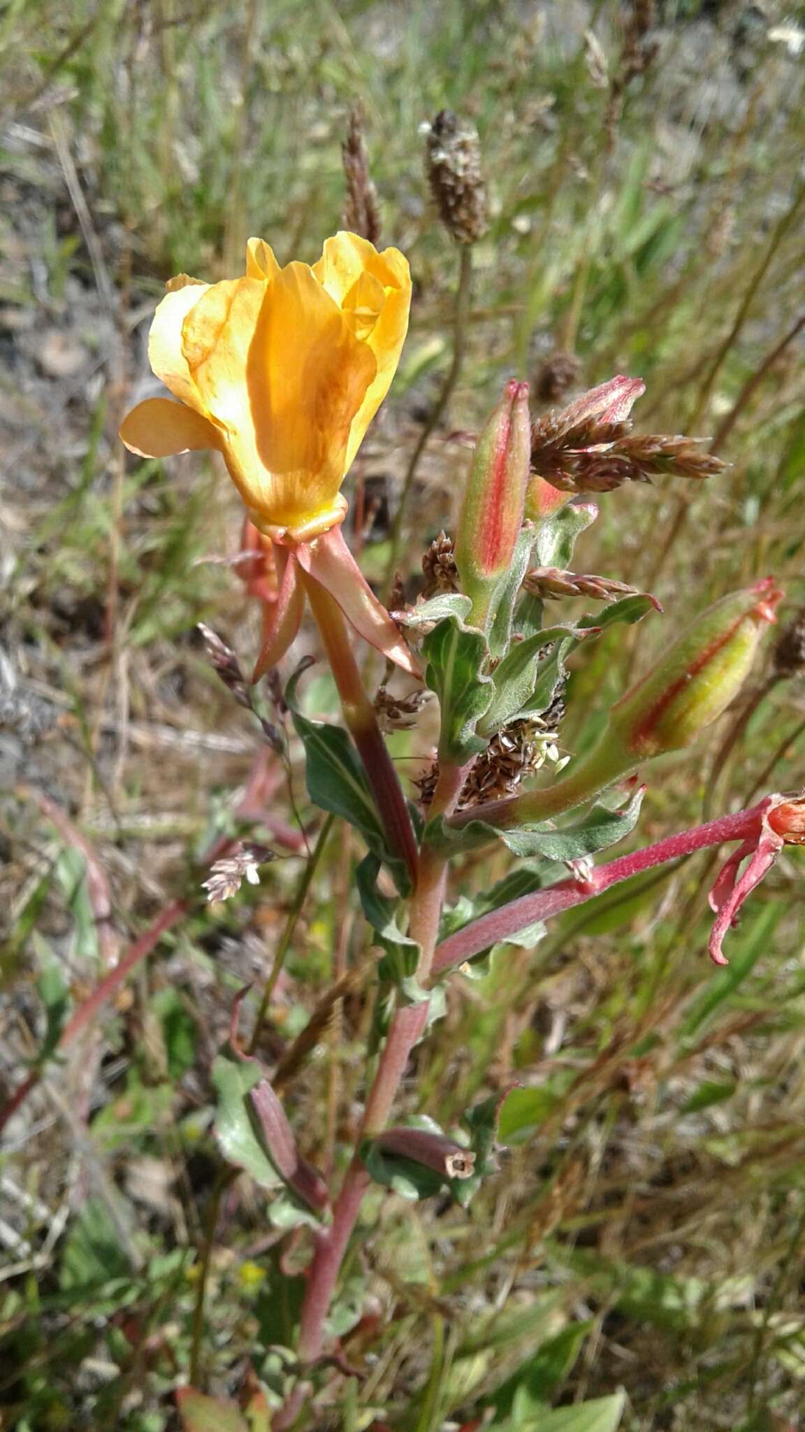 Image of Oenothera magellanica Phil.