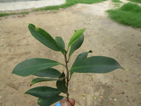 Image of Ficus retusa L.