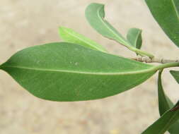 Image of Ficus retusa L.