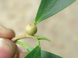 Image of Ficus retusa L.