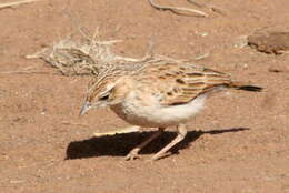 صورة Calendulauda africanoides africanoides (Smith & A 1836)