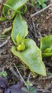 Imagem de Ophioglossum crotalophoroides Walter