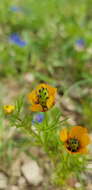 Image of Adonis dentata Delile