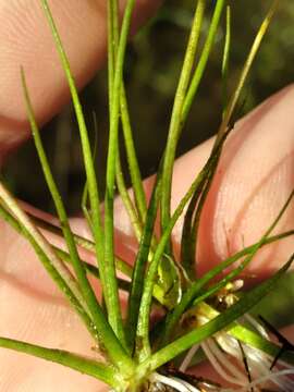 Image of Quillwort Arrowhead