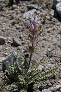 Image of Pedicularis violascens Schrenk ex Fisch. & C. A. Mey.