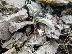 Claytonia panamintensis Stoughton resmi