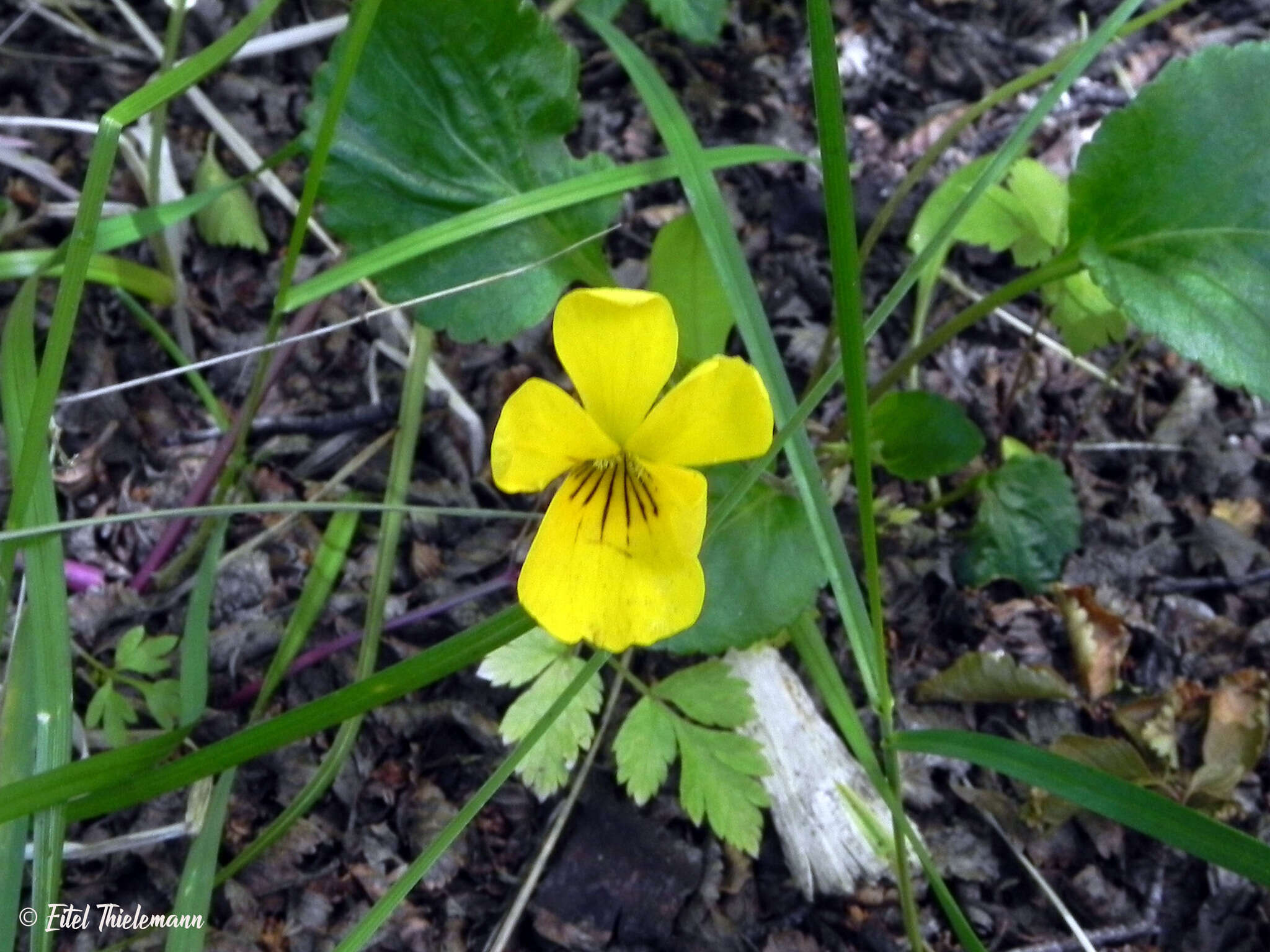 Image of Chilean yellow violet