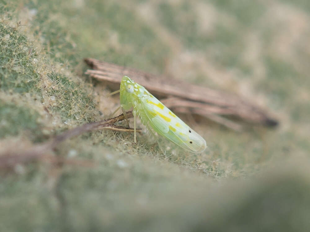 Image of Micantulina (Anufrieviola) stigmatipennis (Mulsant & Rey 1855)