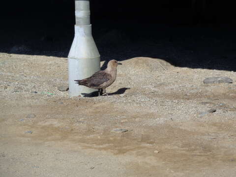 Image of South Polar Skua