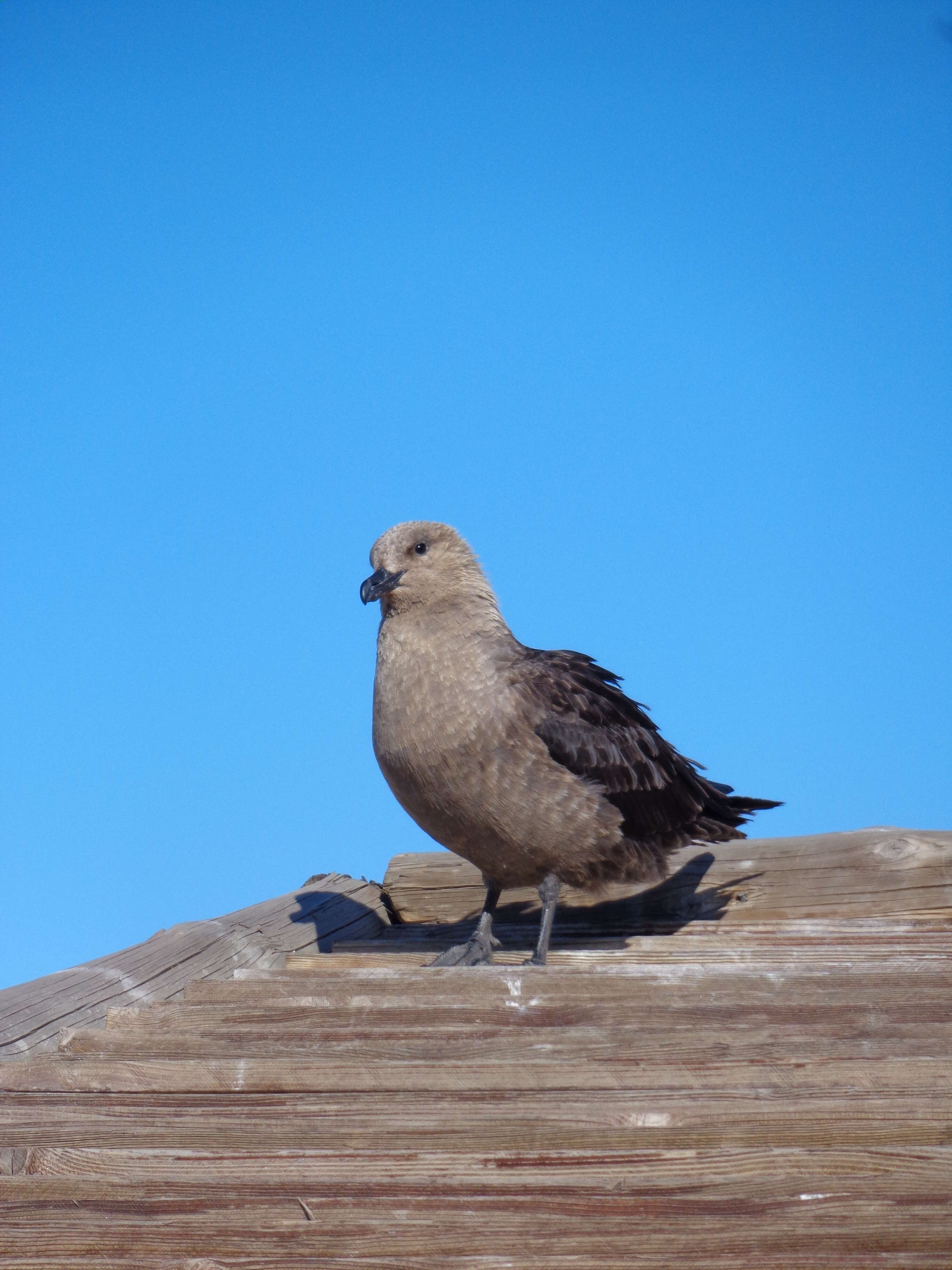 Image of South Polar Skua