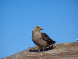 Image of South Polar Skua