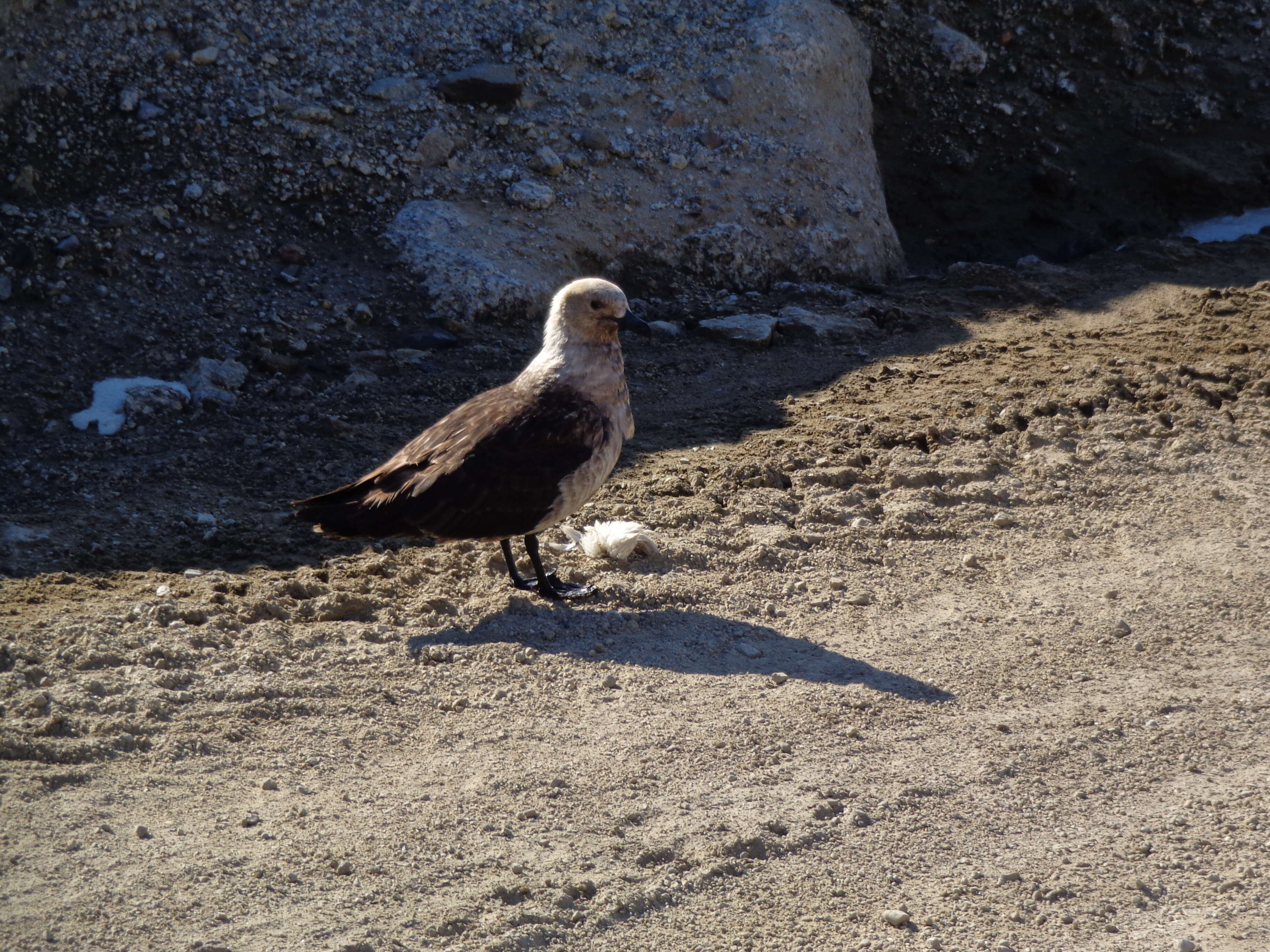 Image of South Polar Skua