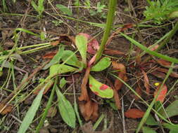 Limonium flexuosum (L.) Kuntze resmi