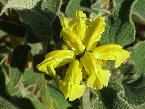 Image of shrubby Jerusalem sage