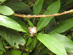 Image of Hydrangea longifolia Hayata