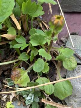 Image of northwestern groundsel