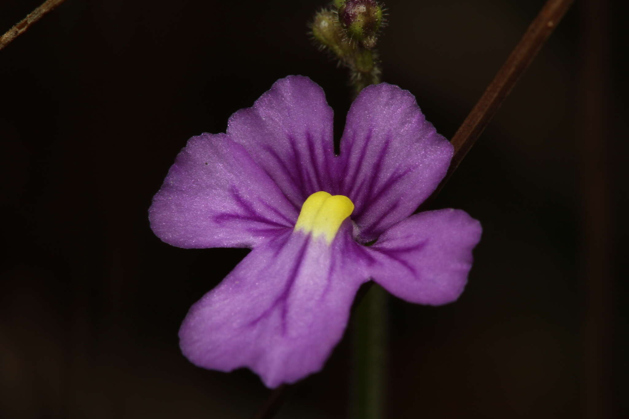 Genlisea violacea St. Hil.的圖片