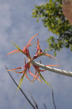 Image of Hippeastrum cybister (Herb.) Benth. ex Baker