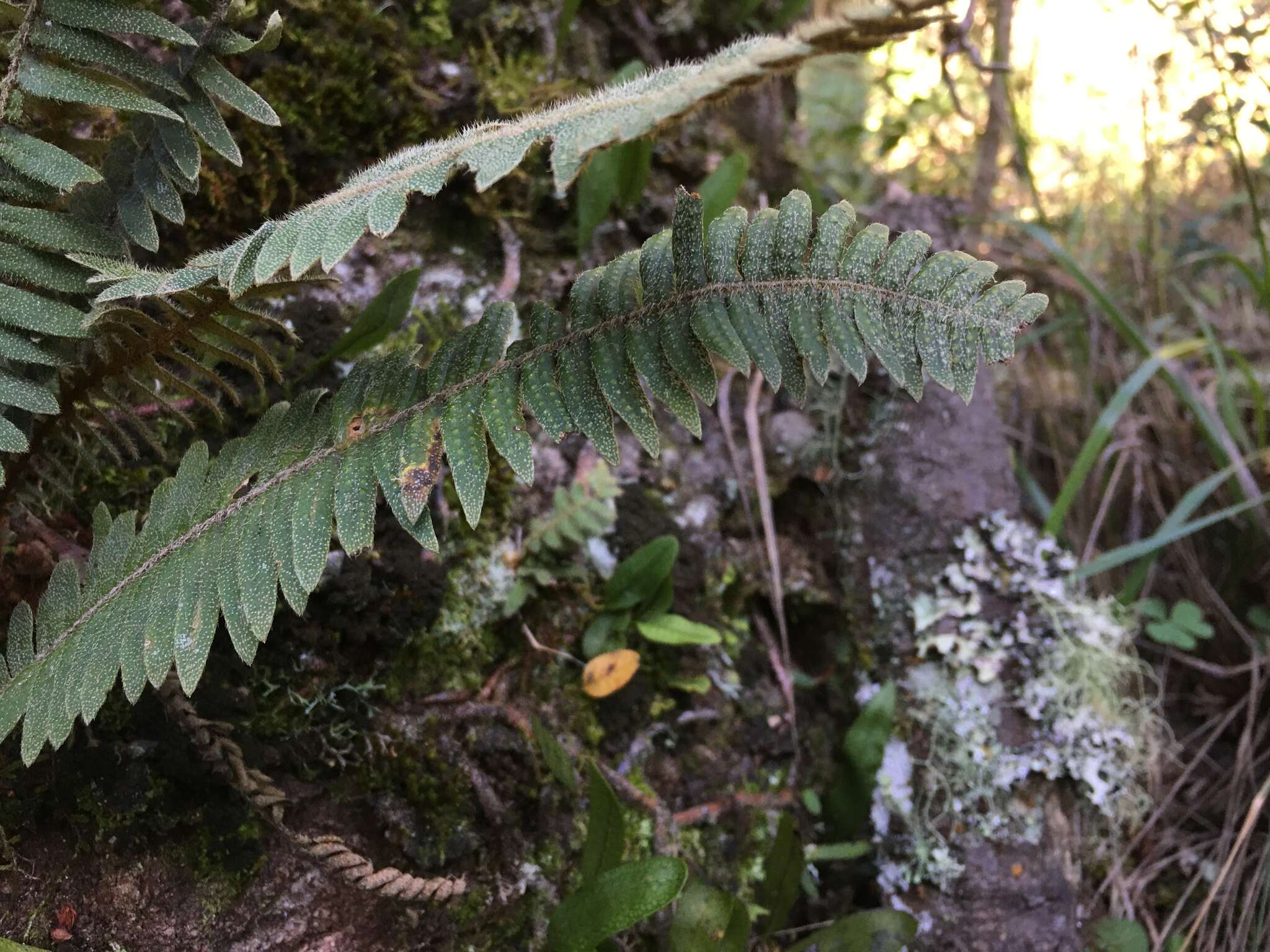 Image of Pleopeltis hirsutissima (Raddi) Sota