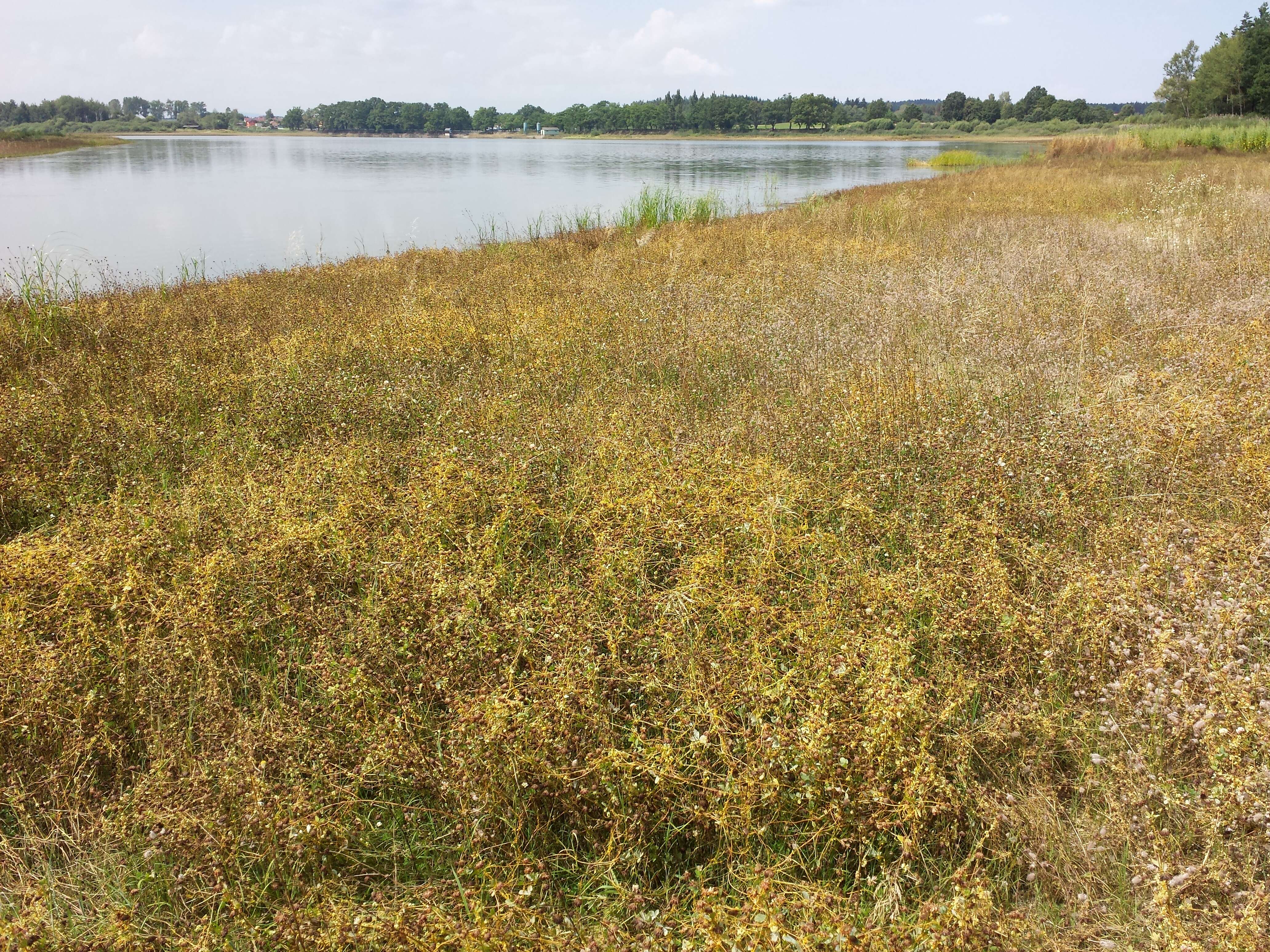 Image of Cuscuta campestris