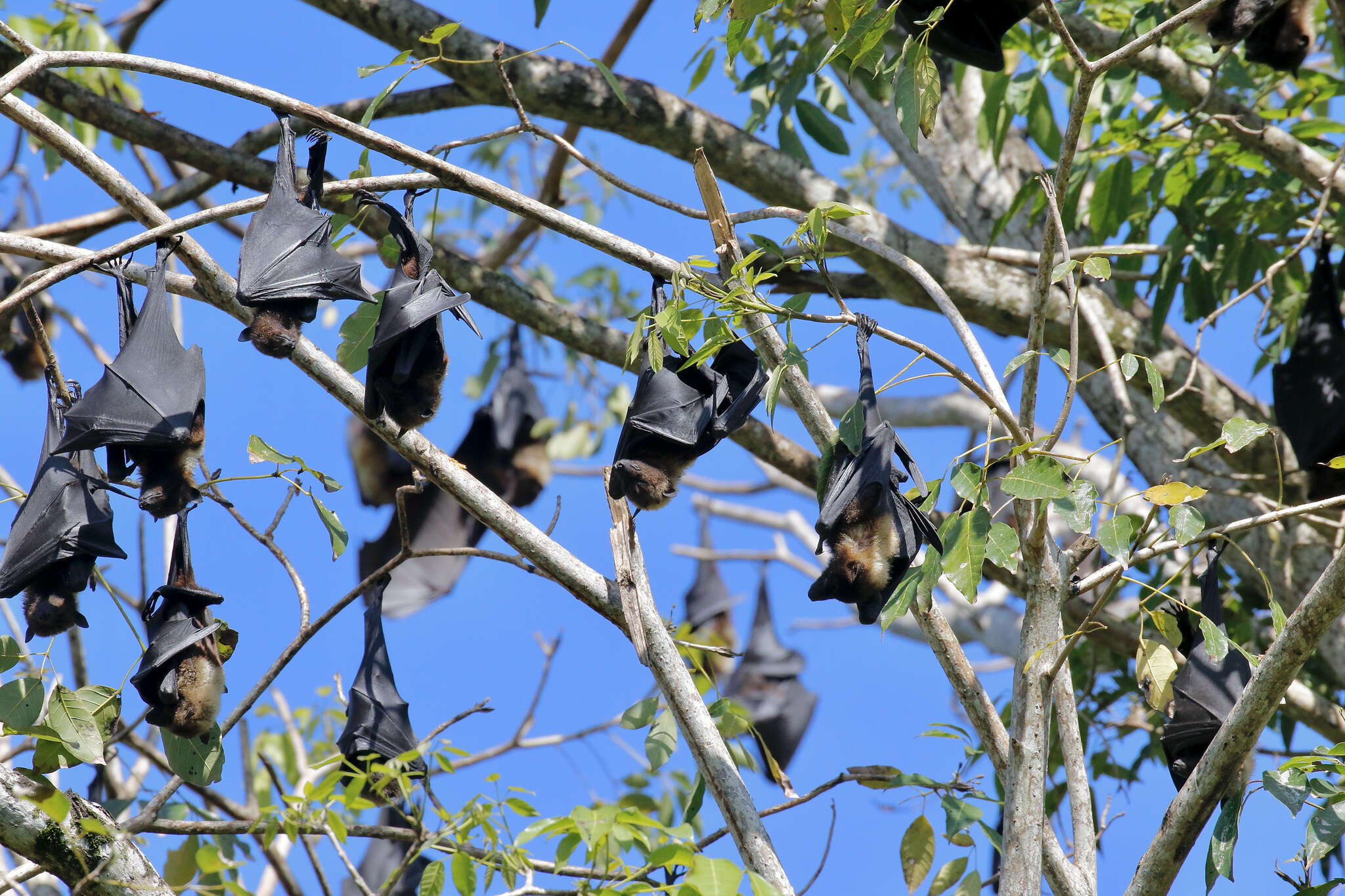 Image of Insular Flying Fox