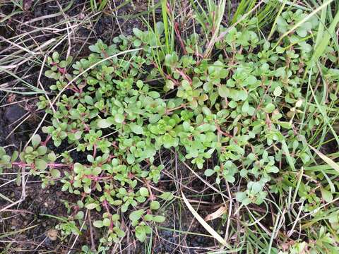 Image of Spatulaleaf Loosestrife