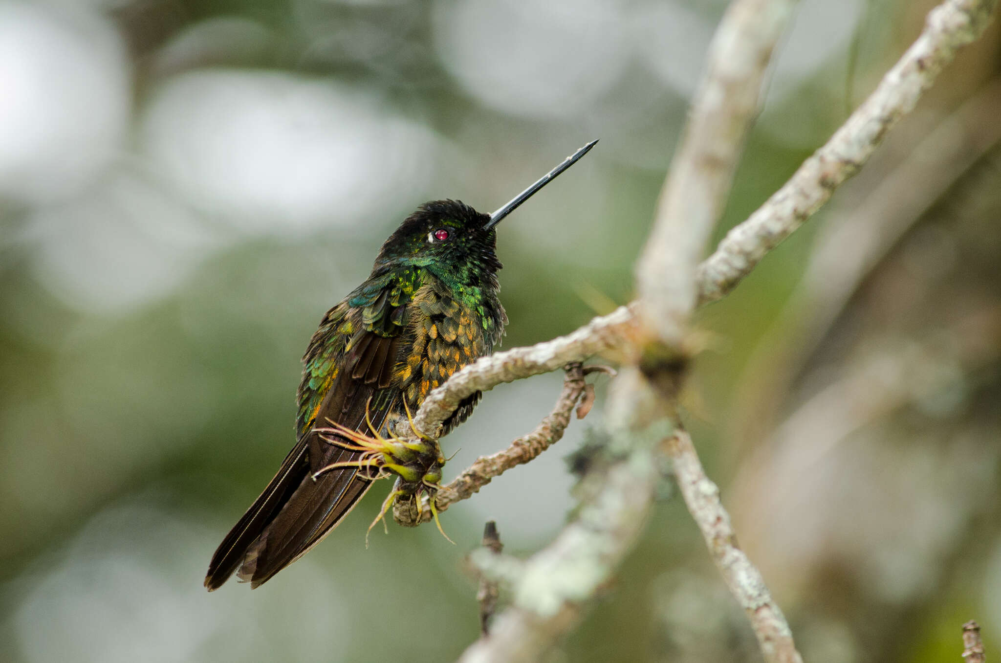 Image of Golden-bellied Starfrontlet