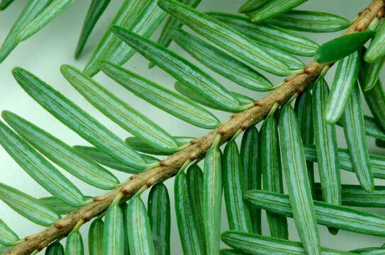 Image of eastern hemlock