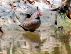 Image of Ortygospiza atricollis digressa Clancey 1958