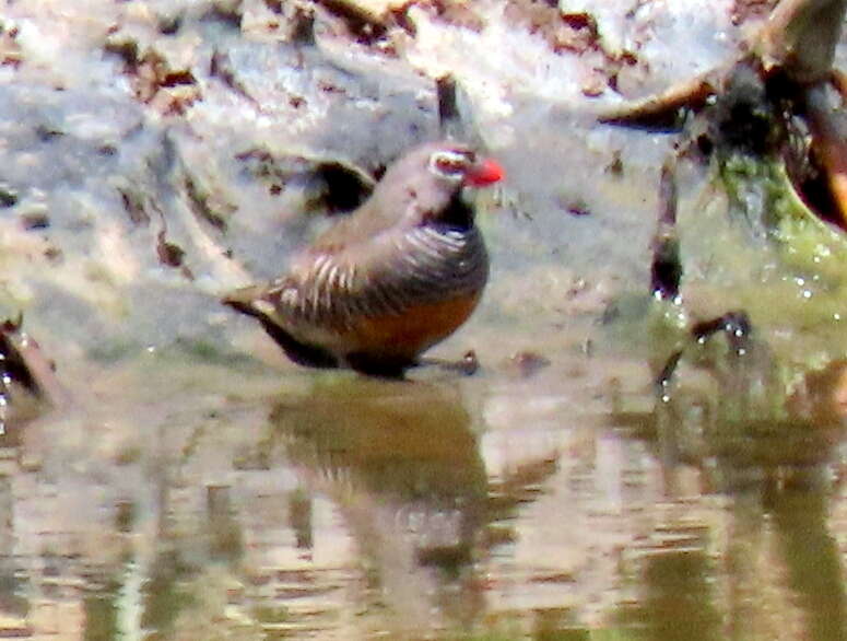 Image of Ortygospiza atricollis digressa Clancey 1958