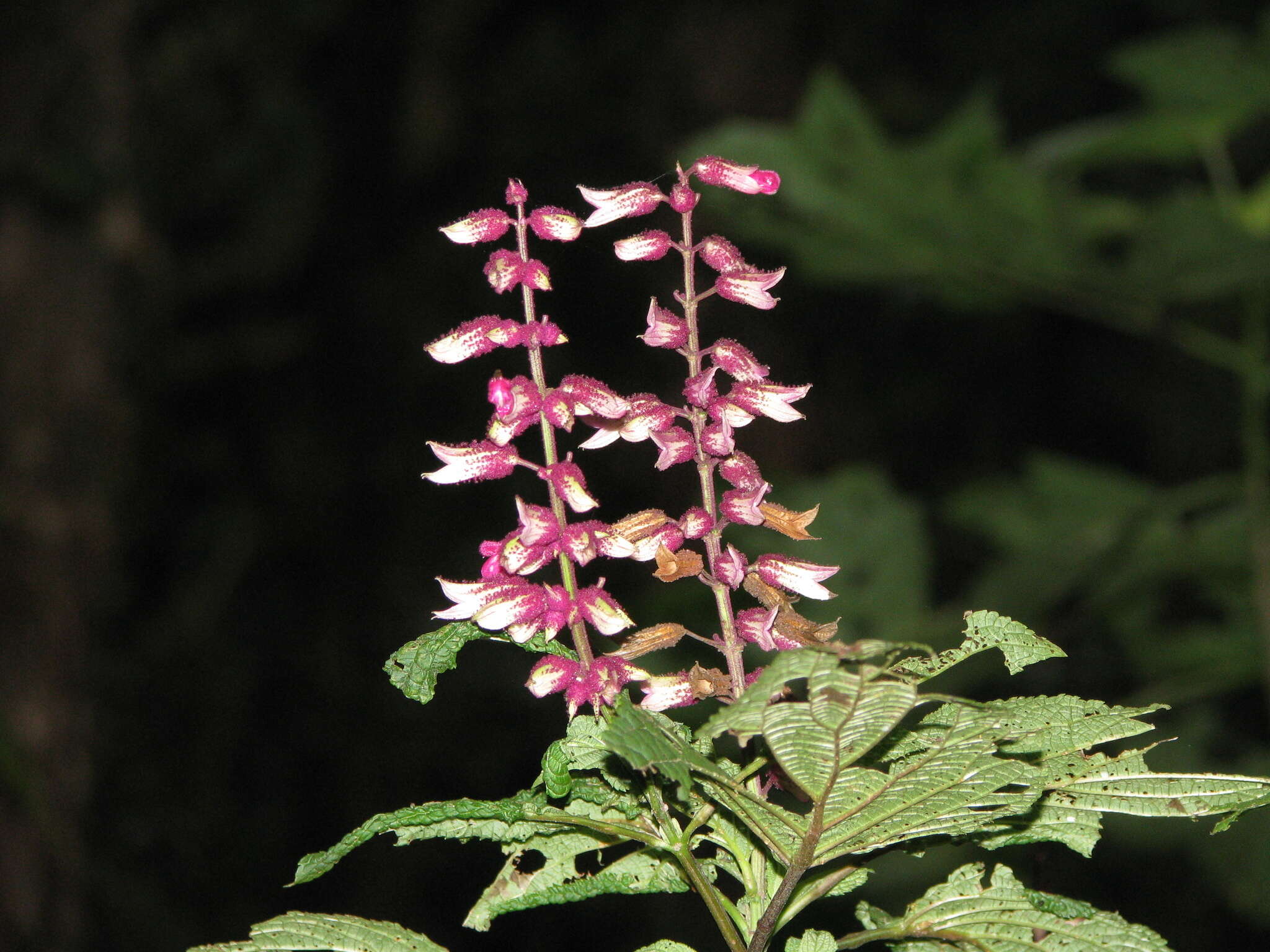 Image of Salvia kellermanii Donn. Sm.