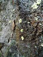 Image of Pinguicula emarginata S. Z. Ruiz & J. Rzedowski